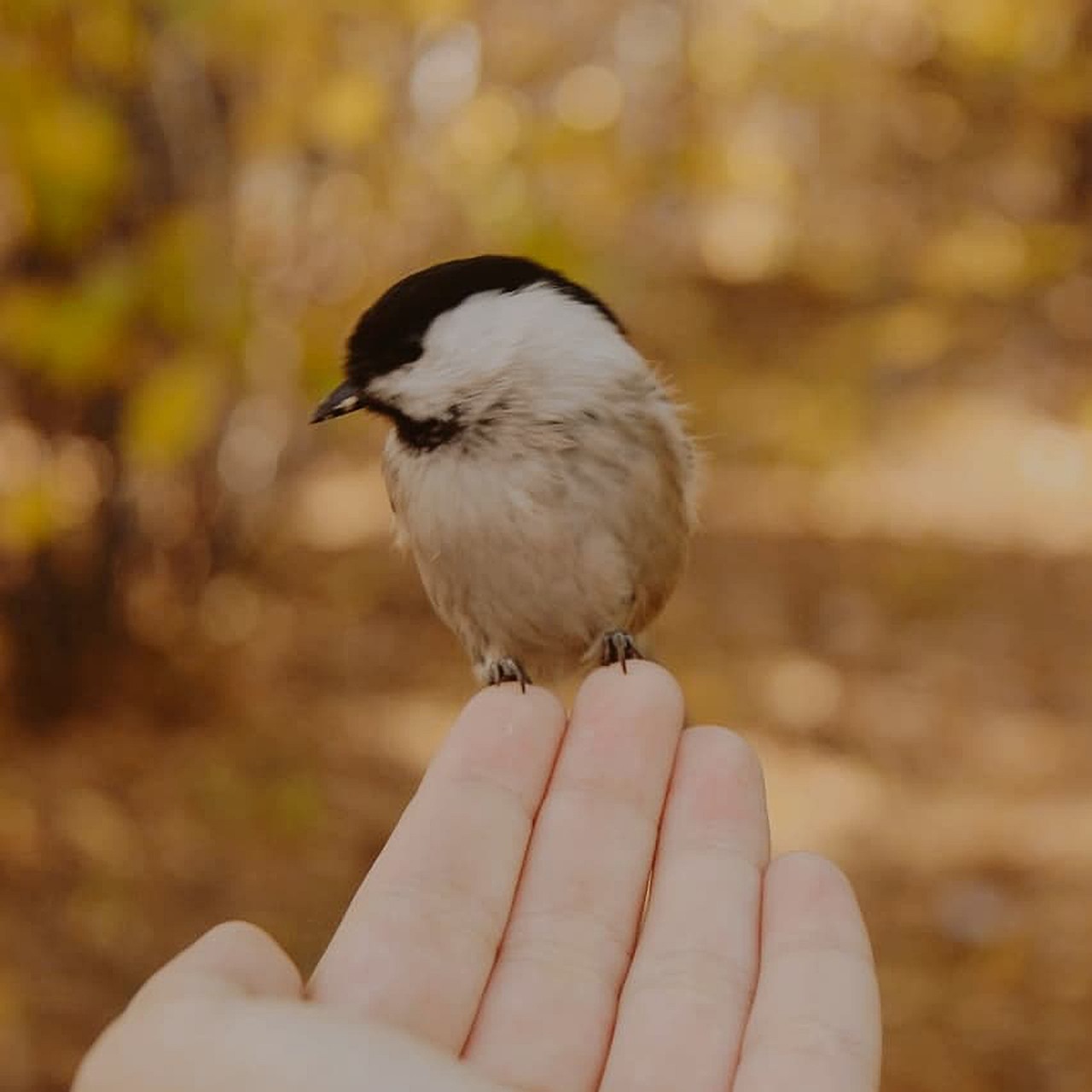 tit bird